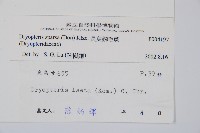 長葉鱗毛蕨藏品圖，第2張