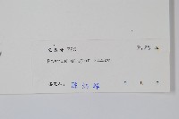 天草鳳尾蕨藏品圖，第2張