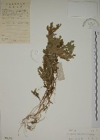 生根卷柏藏品圖，第1張