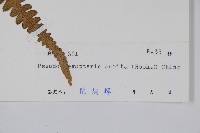 耳羽紫柄蕨藏品圖，第2張