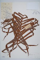 烏毛蕨藏品圖，第1張