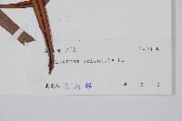 烏毛蕨藏品圖，第2張