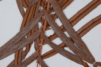 烏毛蕨藏品圖，第3張