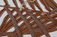 烏毛蕨藏品圖，第4張