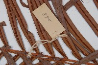 烏毛蕨藏品圖，第5張