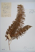 大芒萁藏品圖，第1張