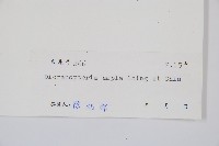 大芒萁藏品圖，第2張