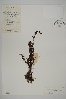 隱囊蕨藏品圖，第1張