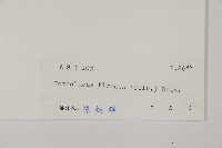 隱囊蕨藏品圖，第2張