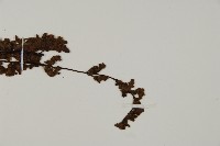 隱囊蕨藏品圖，第3張