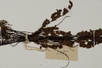 隱囊蕨藏品圖，第4張