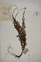 鞭葉鐵線蕨藏品圖，第1張