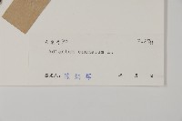 鞭葉鐵線蕨藏品圖，第2張