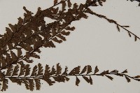 鞭葉鐵線蕨藏品圖，第3張