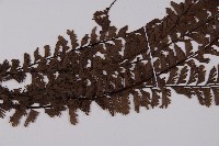 鞭葉鐵線蕨藏品圖，第4張
