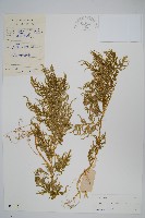 全緣卷柏藏品圖，第1張