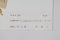 全緣卷柏藏品圖，第2張