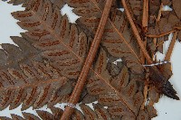 日本狗脊蕨藏品圖，第3張