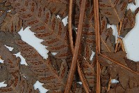 日本狗脊蕨藏品圖，第4張