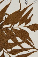 鐮葉鐵角蕨藏品圖，第3張