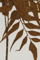 鐮葉鐵角蕨藏品圖，第4張