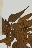 鐮葉鐵角蕨藏品圖，第5張