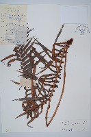 蘇鐵蕨藏品圖，第1張