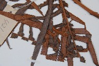 蘇鐵蕨藏品圖，第3張