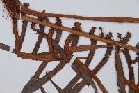 蘇鐵蕨藏品圖，第5張