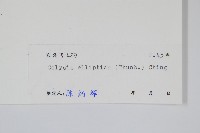 橢圓線蕨藏品圖，第2張