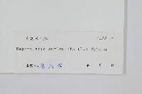 腎蕨藏品圖，第2張