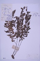 綠柄剪葉鐵角蕨藏品圖，第1張