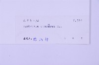 綠柄剪葉鐵角蕨藏品圖，第2張