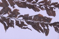 綠柄剪葉鐵角蕨藏品圖，第3張