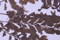 綠柄剪葉鐵角蕨藏品圖，第4張