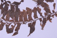 綠柄剪葉鐵角蕨藏品圖，第5張