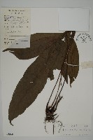 沙皮蕨藏品圖，第1張