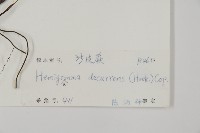 沙皮蕨藏品圖，第2張