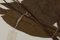 沙皮蕨藏品圖，第3張