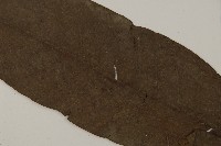 沙皮蕨藏品圖，第4張