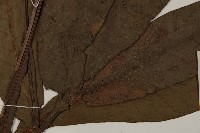 沙皮蕨藏品圖，第5張