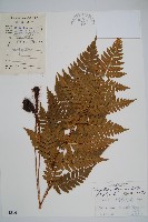 蓬萊鱗毛蕨藏品圖，第1張