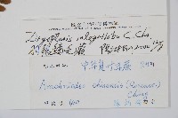 蓬萊鱗毛蕨藏品圖，第2張