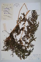 普通針毛蕨藏品圖，第1張