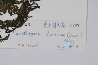 普通針毛蕨藏品圖，第2張