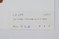 全緣貫眾蕨藏品圖，第2張