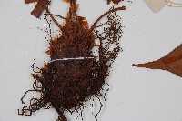 全緣貫眾蕨藏品圖，第3張