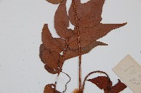 全緣貫眾蕨藏品圖，第4張