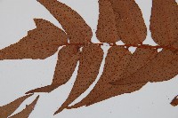 全緣貫眾蕨藏品圖，第5張