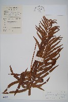 毛蕨藏品圖，第1張